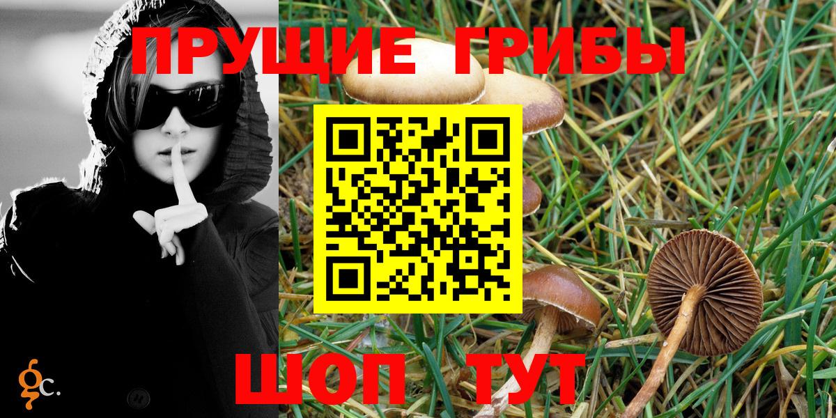 Галлюциногенные грибы Psilocybine cubensis Павлово